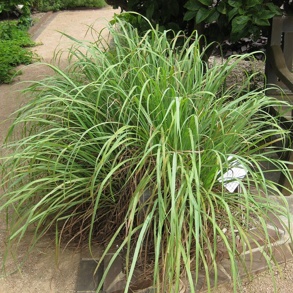 Tropical & Houseplant Seeds